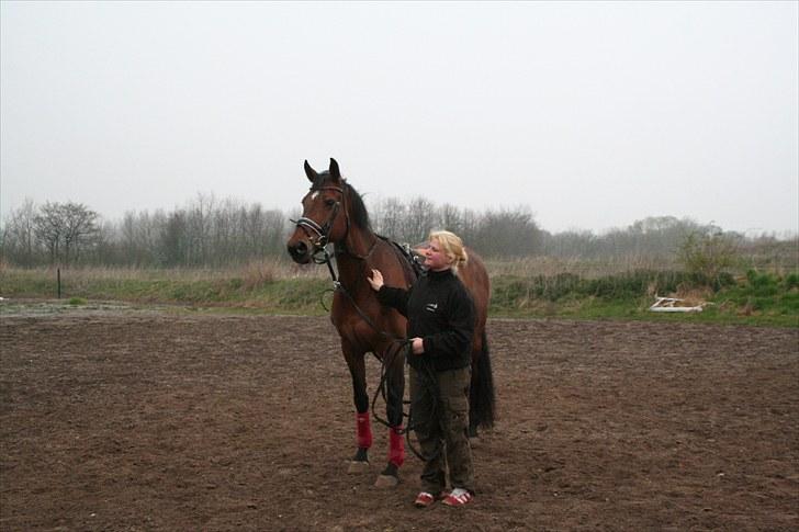Dansk Varmblod Sønnikgårds Luna RDH billede 4