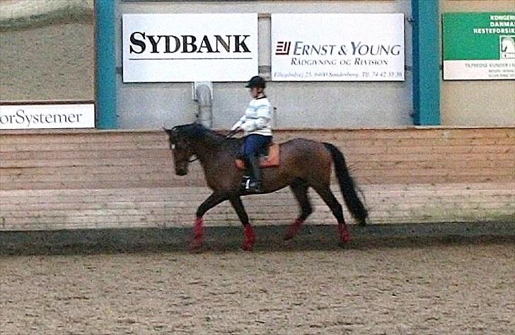 Dansk Varmblod Sønnikgårds Luna RDH billede 5