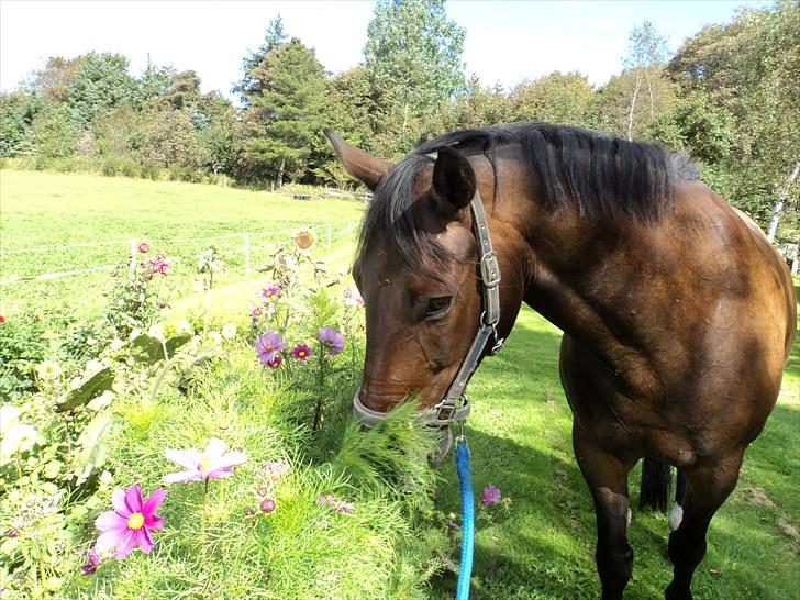 Anden særlig race Rolex - 8. Rolex i blomsterbedet. Søndag d. 5/9, 2010. billede 9