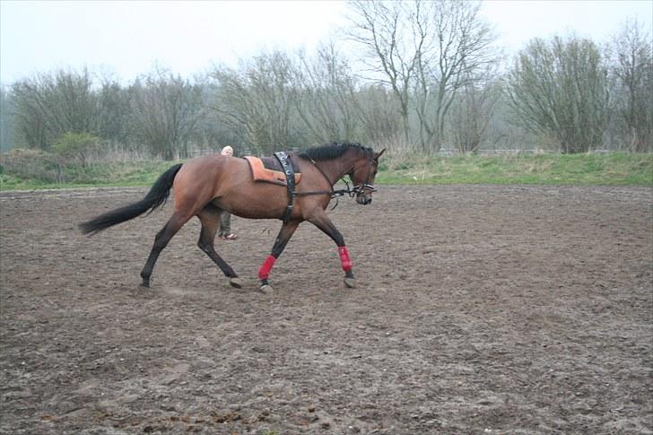 Dansk Varmblod Sønnikgårds Luna RDH billede 6