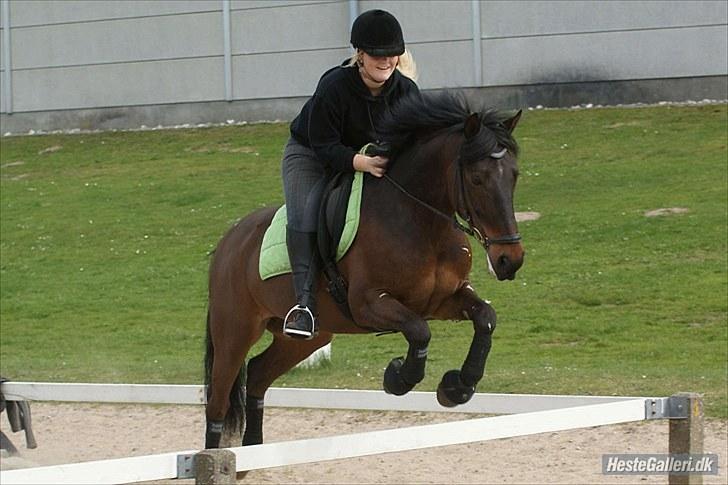 Anden særlig race Håkon - Hygge efter dressur træning 2010 :-) Taget af FotoMB billede 16