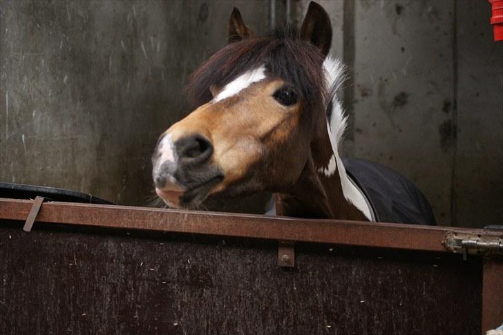 Anden særlig race Color solgt - Colormus<3. billede 12