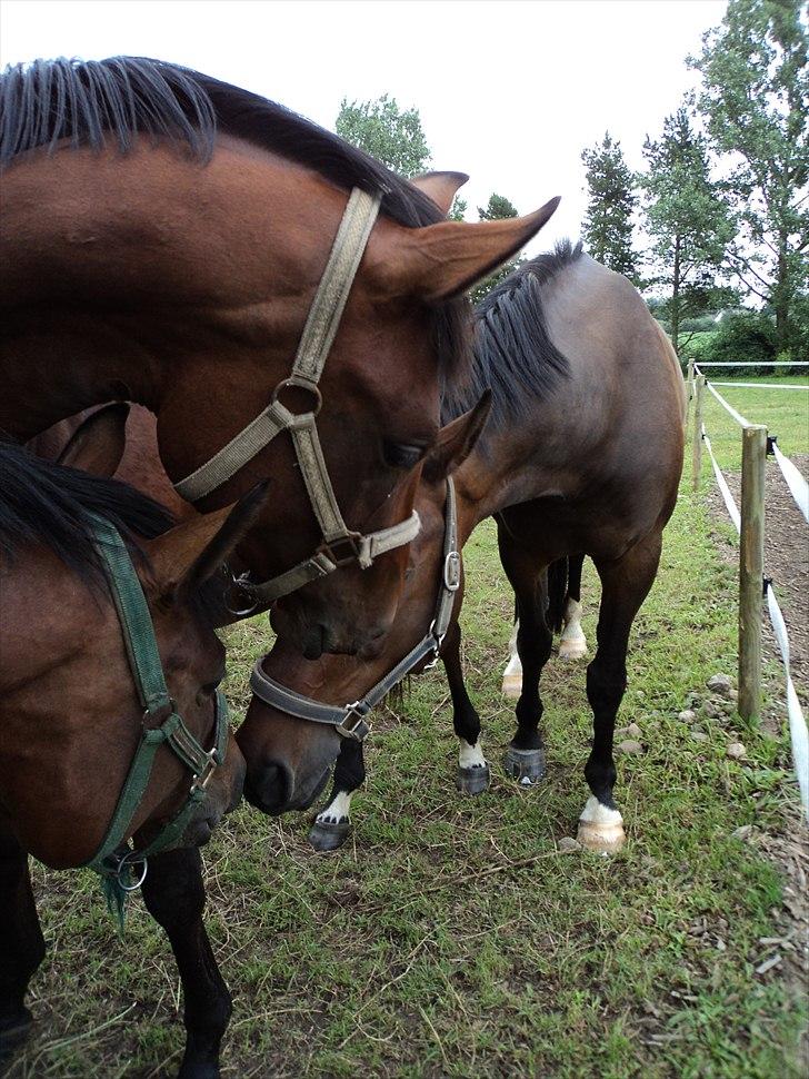 Anden særlig race Rolex - De 3  billede 13