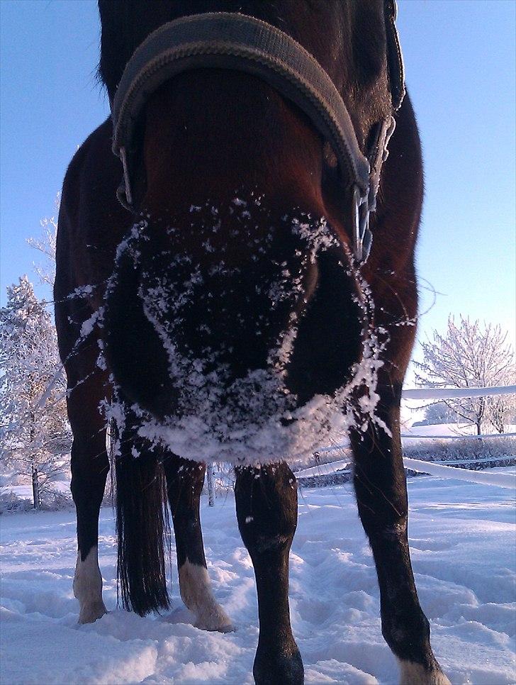 Anden særlig race Rolex - Vinter billede 14
