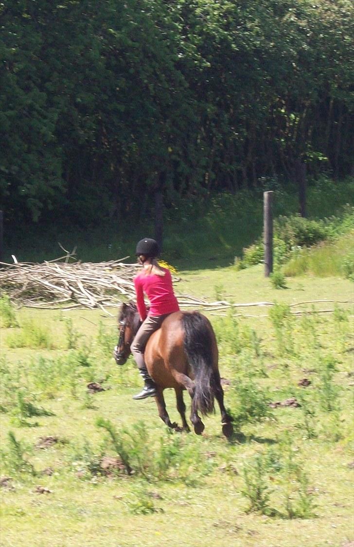 Dartmoor Molly - Galop galop :P Sommer 2009 billede 5