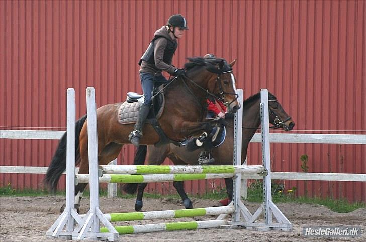 Welsh Cob (sec D) Lindbergs Fashion R.I.P d. 14/3-12 - JEGELSKERDIG!<3 Spring d. 5/5-10 Foto: Lone.P billede 15