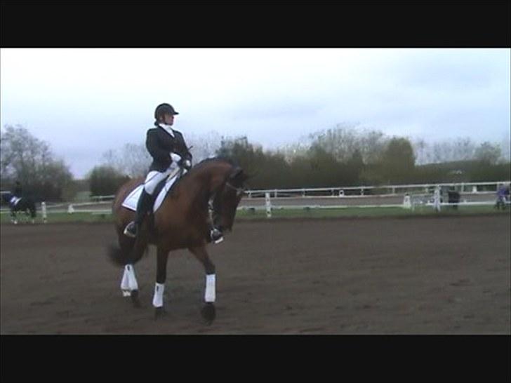 Dansk Varmblod Storgårdens Rosalia billede 9