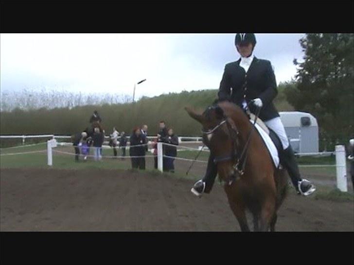 Dansk Varmblod Storgårdens Rosalia billede 10