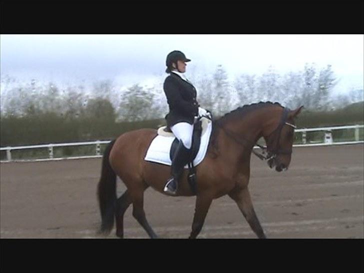 Dansk Varmblod Storgårdens Rosalia billede 11