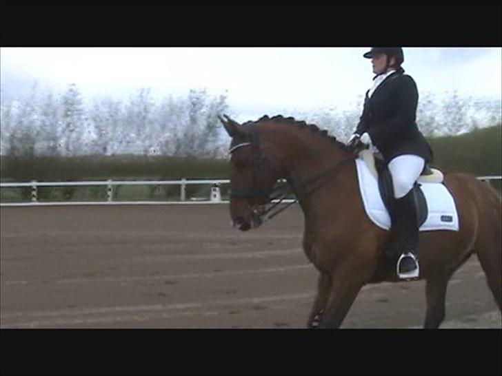 Dansk Varmblod Storgårdens Rosalia billede 12