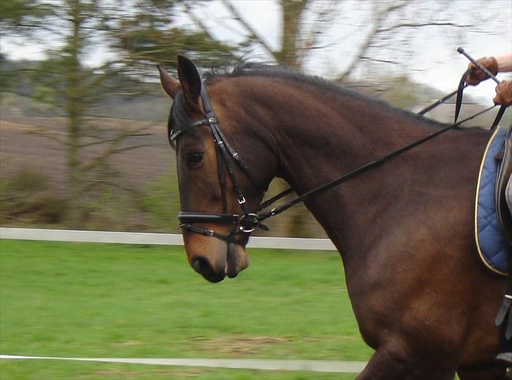 Anden særlig race Rolex - Lørdag d. 8/5 2010. billede 15