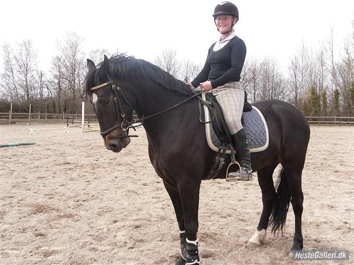 Welsh Partbred (Sec F) Haymos Keason billede 14