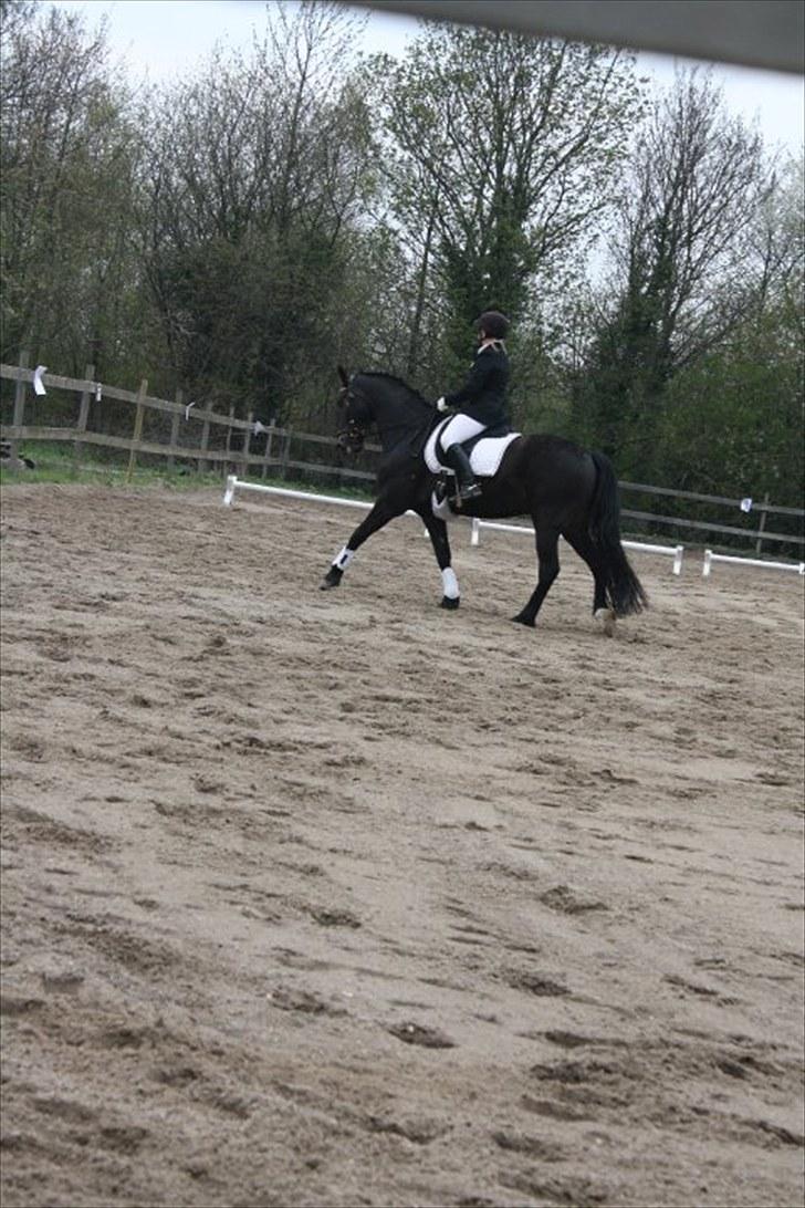 Welsh Partbred (Sec F) Haymos Keason billede 17