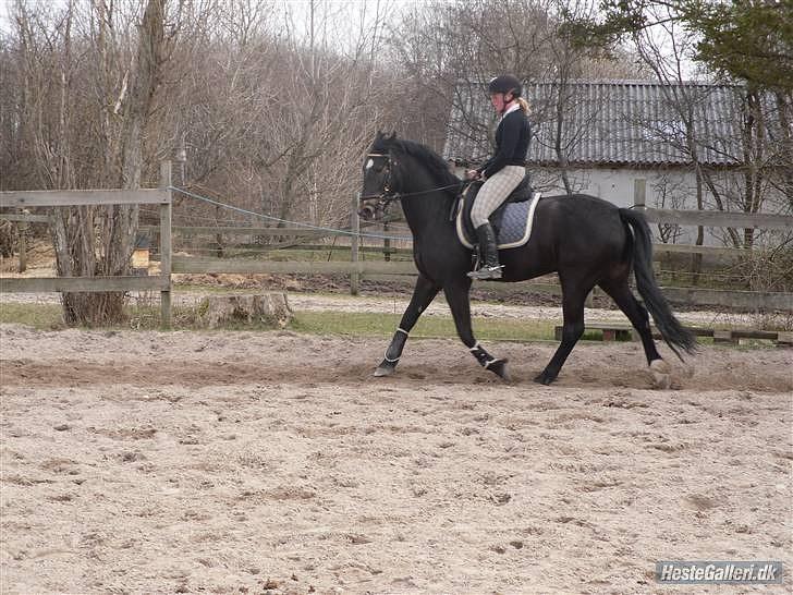 Welsh Partbred (Sec F) Haymos Keason billede 18