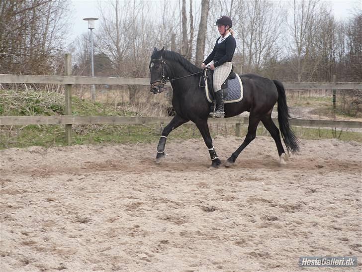Welsh Partbred (Sec F) Haymos Keason billede 19