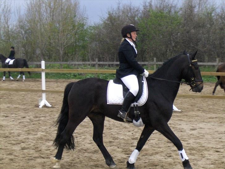 Welsh Partbred (Sec F) Haymos Keason billede 20