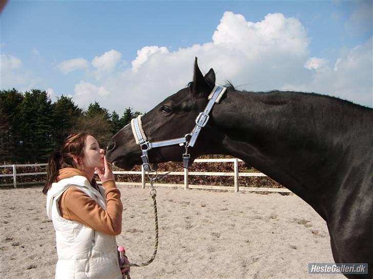 Trakehner vigør *SOLGT* - forår 2010 billede 5