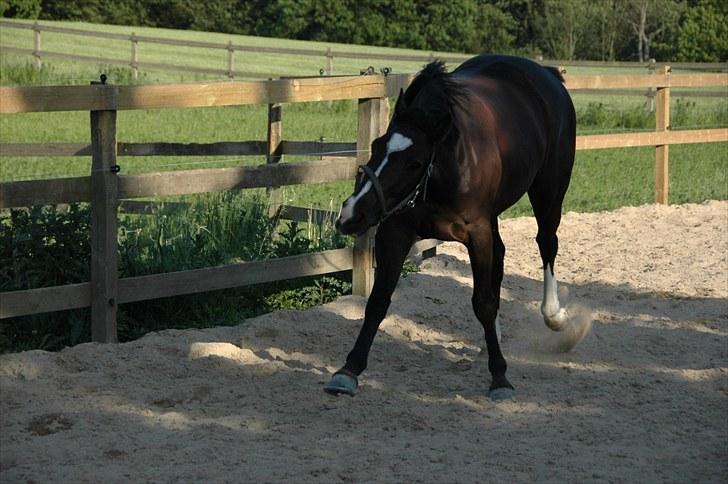 Trakehner vigør *SOLGT* - efterår 2009 billede 12