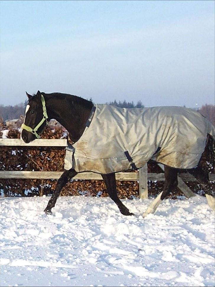 Trakehner vigør *SOLGT* - vinter 2009-2010 billede 15