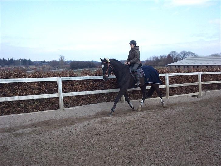 Trakehner vigør *SOLGT* - forår 2010 billede 16