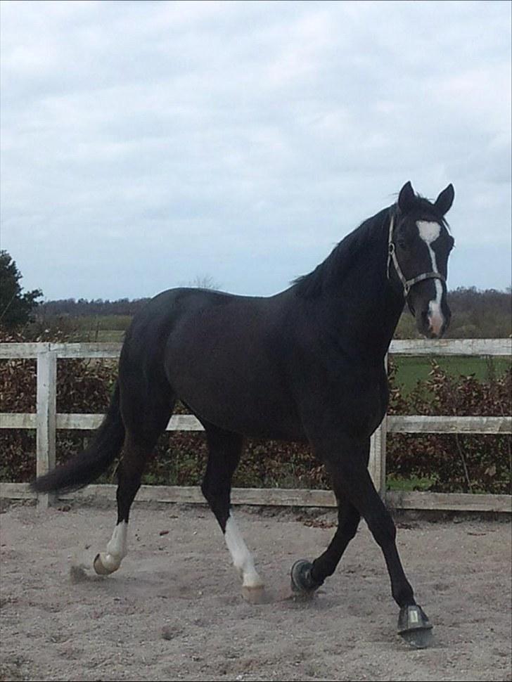 Trakehner vigør *SOLGT* - forår 2010 billede 17