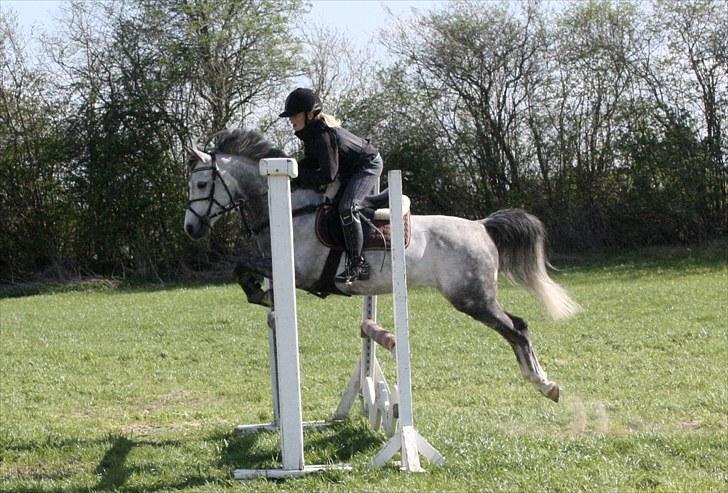 Anden særlig race Jazz B-pony :D billede 2