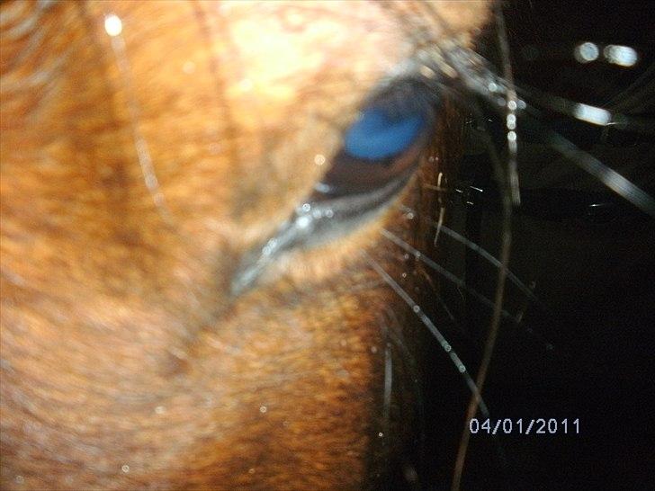 Pinto Figaro Ponygaarden billede 4