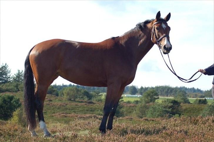 Westfaler Ronja - smukke ronja billede 9