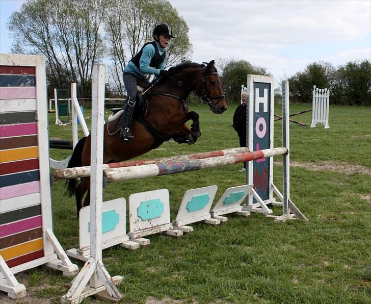 Svensk Sportspony  Ainée B-pony. Solgt! billede 9