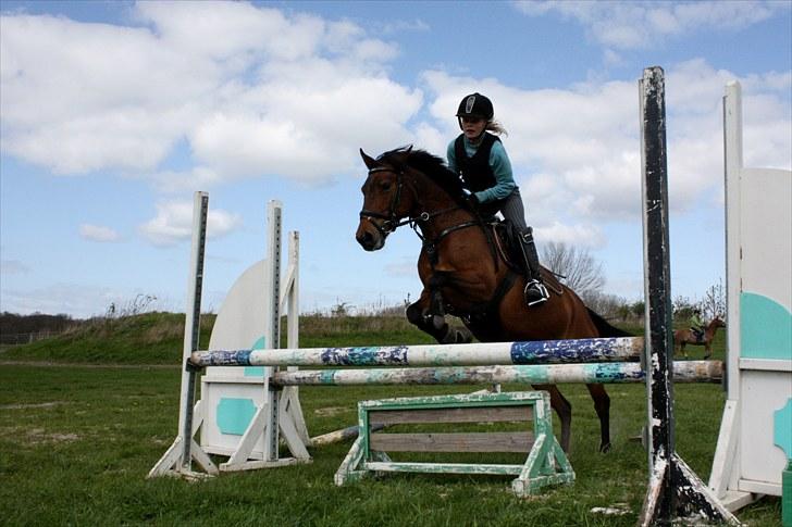 Svensk Sportspony  Ainée B-pony. Solgt! billede 10