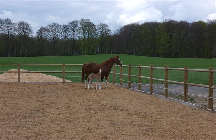 DSP Daisy - sølvmedalje hoppe - Daisy med føl 2010 billede 3