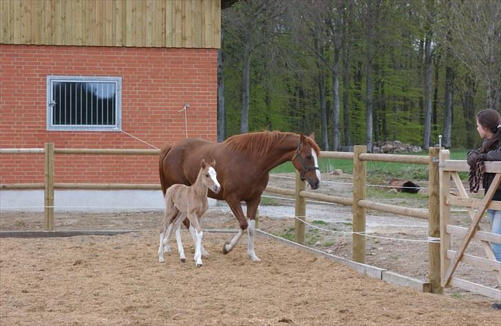 DSP Daisy - sølvmedalje hoppe - Daisy med føl 2010 billede 4