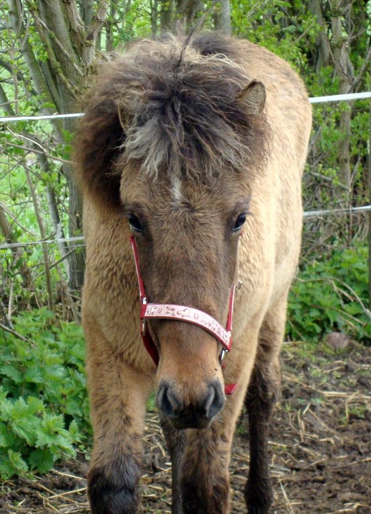 Islænder # Fina fra Urnebjerggård  - 08-05-2010 billede 1