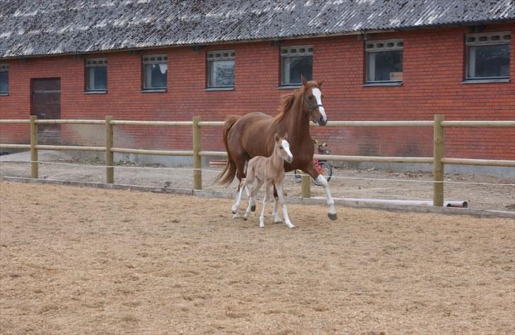 DSP Daisy - sølvmedalje hoppe - Daisy med føl 2010 billede 6