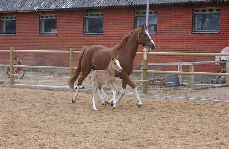 DSP Daisy - sølvmedalje hoppe - Daisy med føl 2010 billede 8