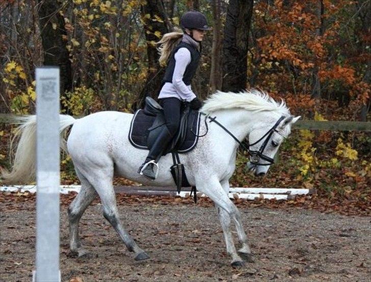 Anden særlig race Chapplin <3 Solgt :-( - Velkommen til Chapplin´s profil!!                                                                                                                                                                                              Tak fordi i kigger forbi :D billede 1