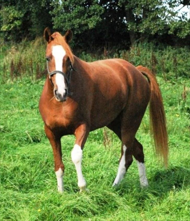 DSP Daisy - sølvmedalje hoppe - Daisy som unghest billede 9