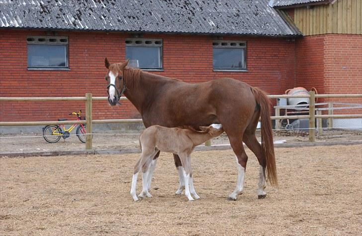 DSP Daisy - sølvmedalje hoppe - Daisy med føl 2010 billede 10