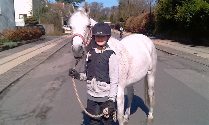Anden særlig race Chapplin <3 Solgt :-( - på en lille tur billede 18
