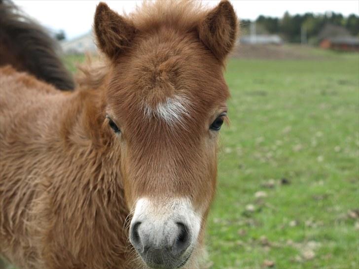 Shetlænder Sandgaardens Tekita.  SOLGT!  - Velkommen til smukke tanika  billede 2