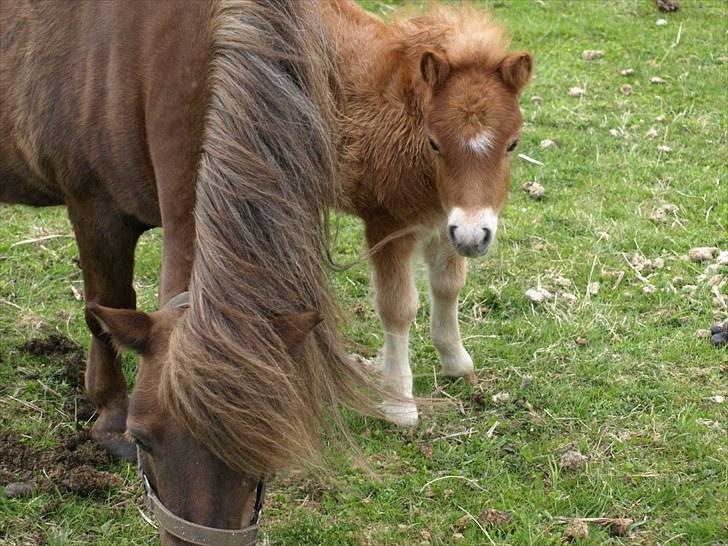 Shetlænder Sandgaardens Tekita.  SOLGT!  - vi gemmer os lige bag mor billede 3