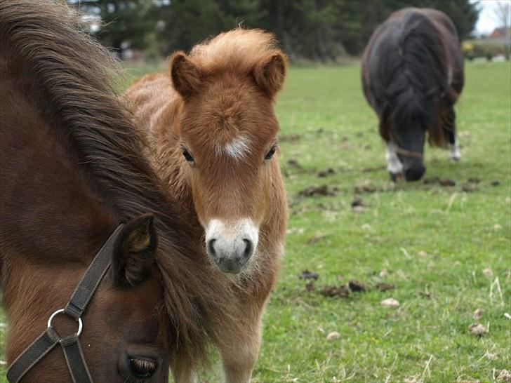 Shetlænder Sandgaardens Tekita.  SOLGT!  - kuk kuk ...du kan ikke se mig ..hehe billede 4