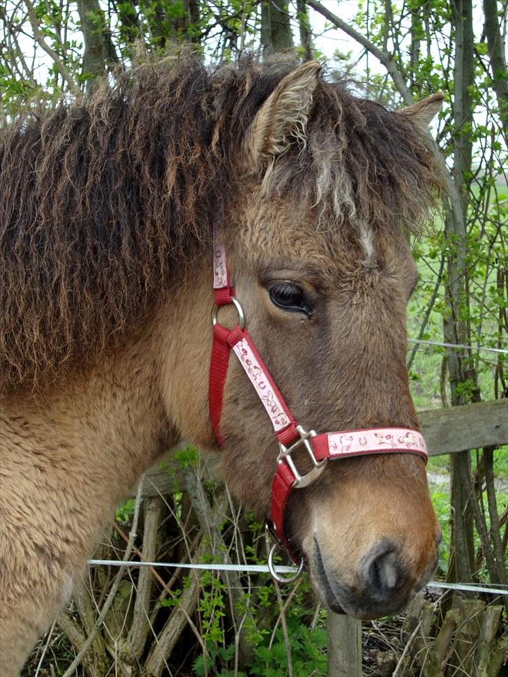 Islænder # Fina fra Urnebjerggård  - 08-05-2010 billede 2