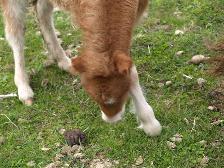 Shetlænder Sandgaardens Tekita.  SOLGT!  - jaja spis lidt græs  billede 5