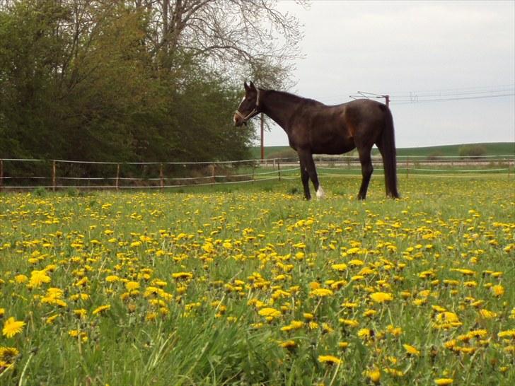 Dansk Varmblod R.I.P Wita - Wita på engen . billede 1