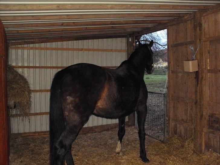 Dansk Varmblod R.I.P Wita billede 3