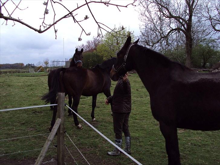 Dansk Varmblod R.I.P Wita billede 5