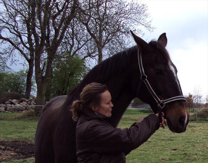 Dansk Varmblod R.I.P Wita billede 6