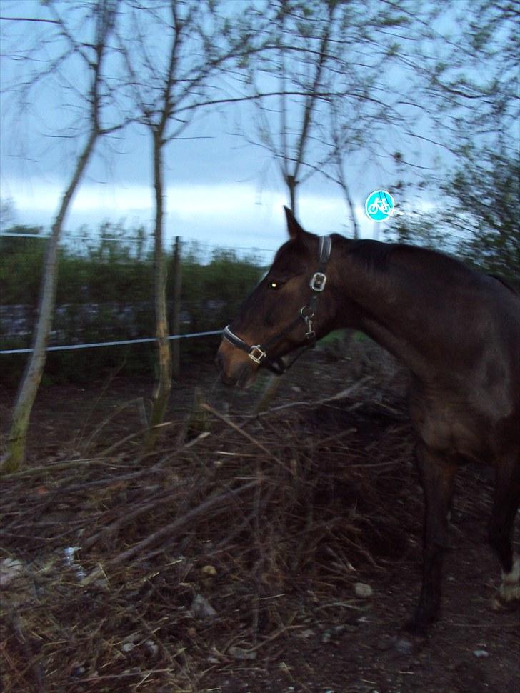 Dansk Varmblod R.I.P Wita billede 7