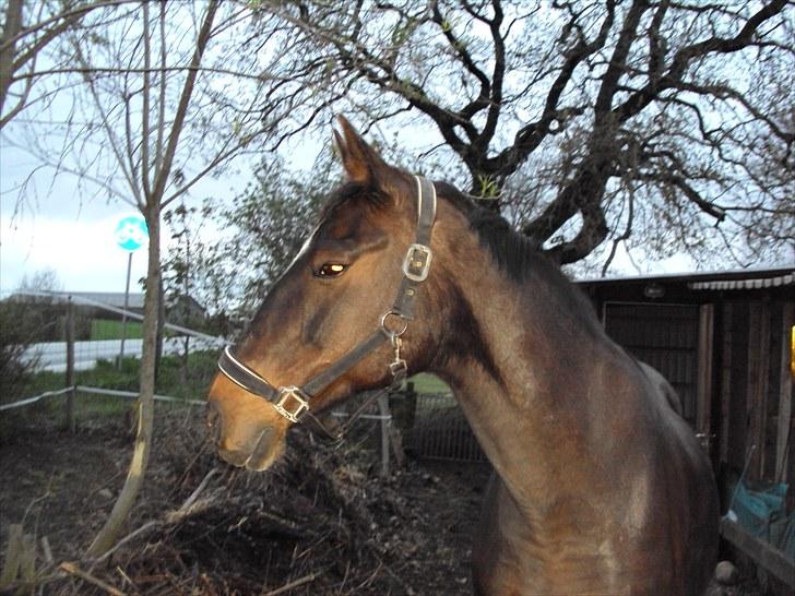 Dansk Varmblod R.I.P Wita billede 8